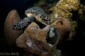   Yum breakfast This turtle had fend off another who was trying steal his breakfast. However he no concern my large camera dome space. space  